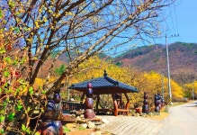 양평 산수유마을
