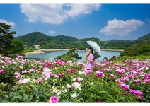 옥정호 작약 꽃밭